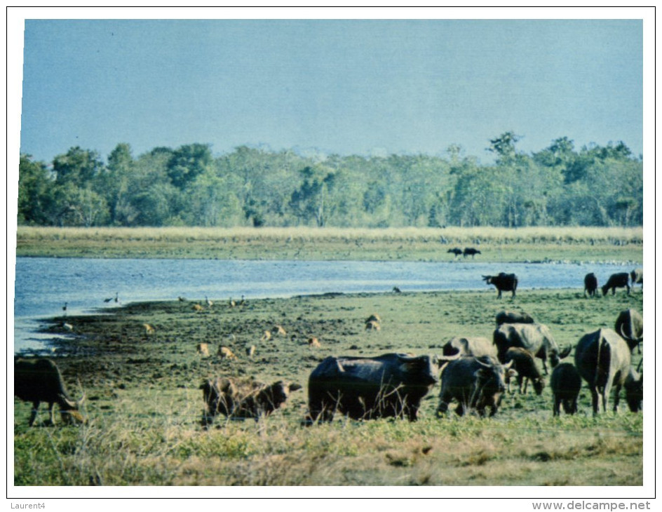 (85) Australia - NT - Wild Buffalo And Kangaroo Near Darwin - Darwin