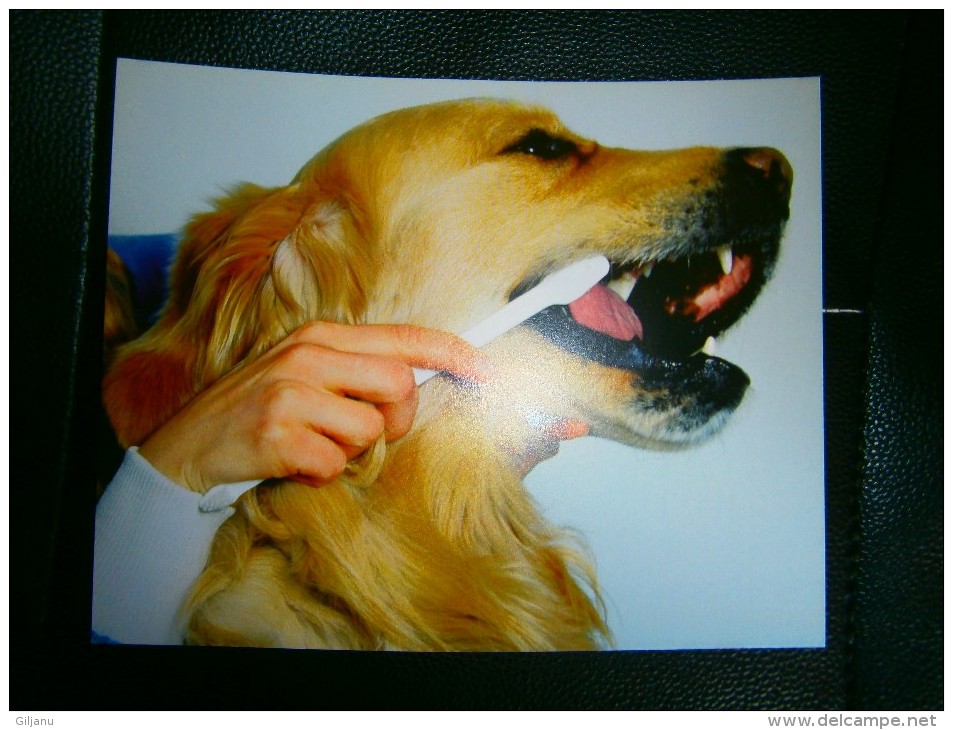 PHOTO IMAGE CHIEN    DIM 20 X 16 CM - Other & Unclassified