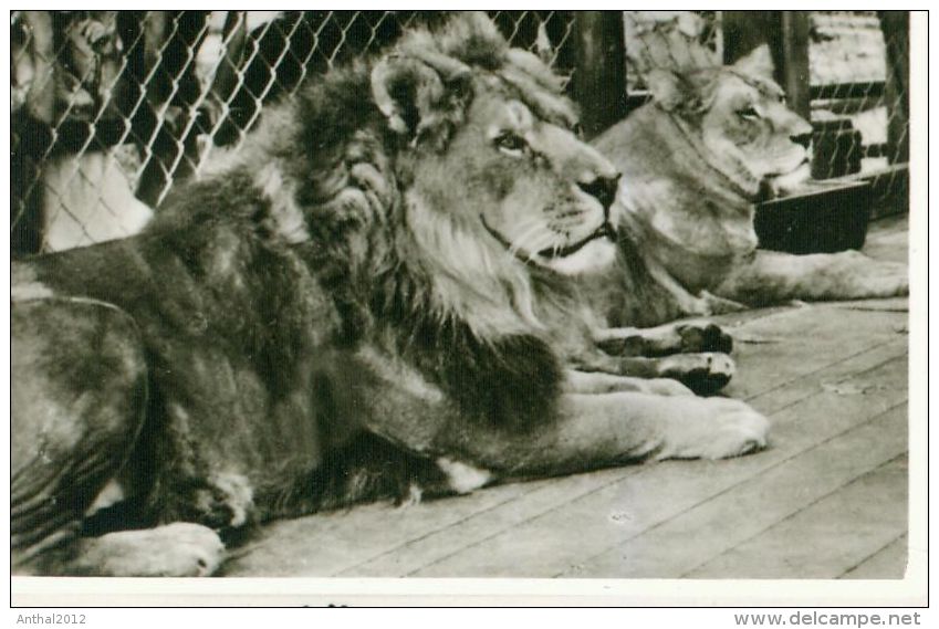 Gruß Aus Der Wilhelma Stuttgart Bad Cannstatt 8.7.1958 Löwe Tiger Affe Elefant - Tigres