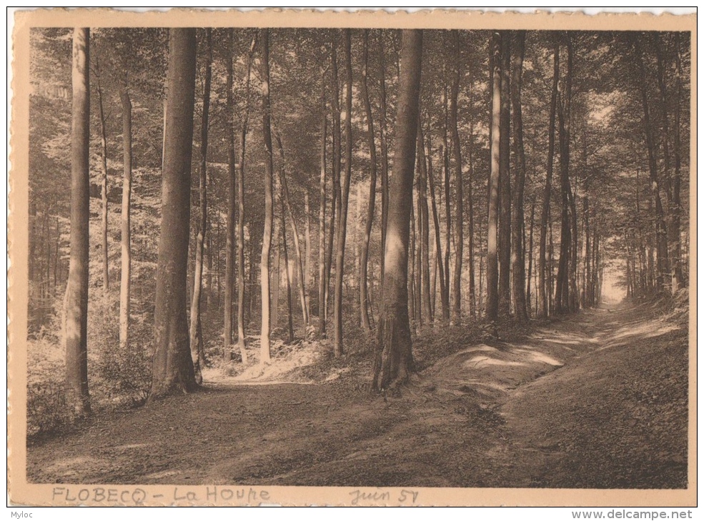 Flobecq. La Houppe. Route Sous-bois Vers Les Châlets. - Flobecq - Vloesberg