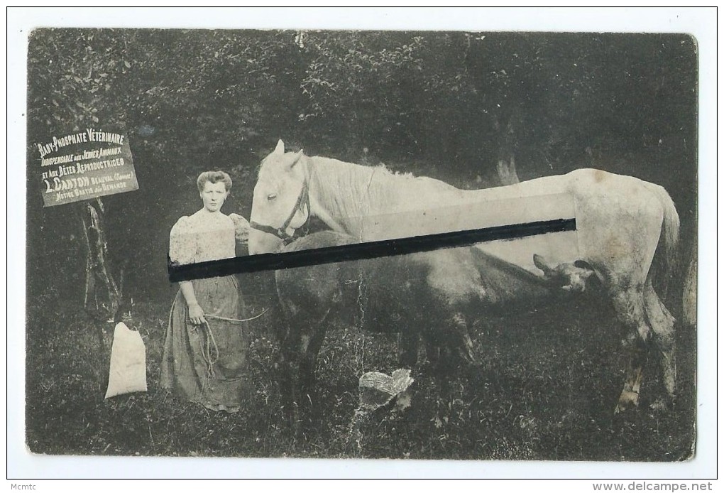 CPA Abîmée - Baby  Phosphate   - L.Carton - Beauval Inscrit Sur Panneau - Cheval,chevaux - Beauval