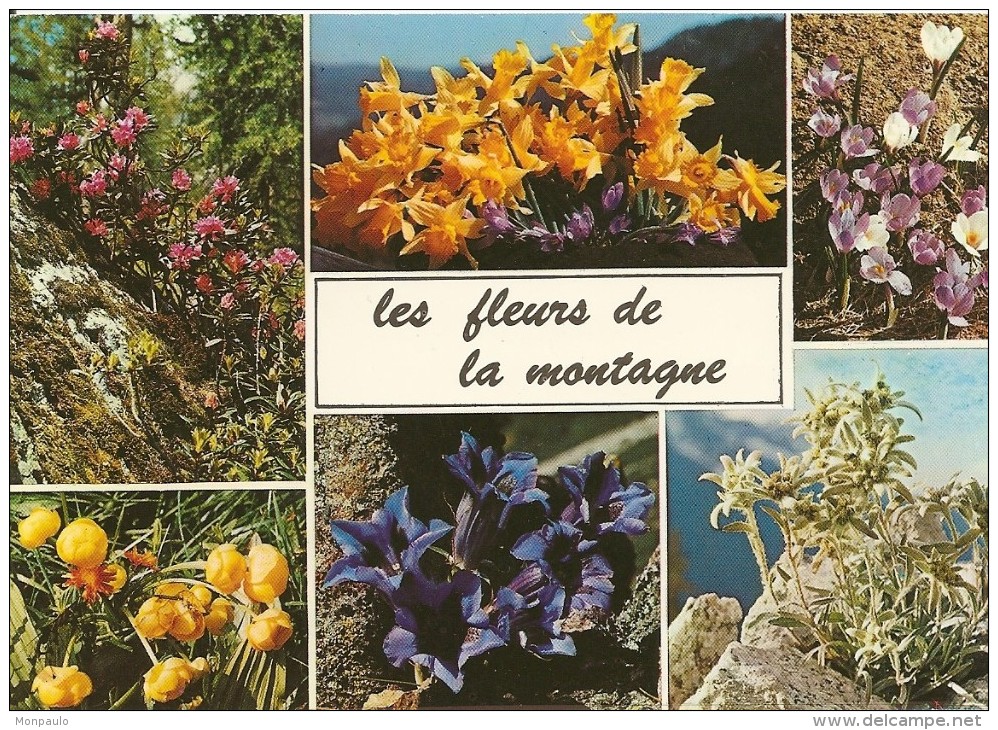 Fleurs. CPM. La Montagne En Fleurs. Multi-vues (6 Vues) (Gentiane, Crocus, Bouton D'or, Edelweiss, Rhododendron, - Otros & Sin Clasificación