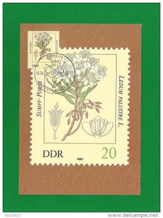 DDR 1982  Mi.Nr. 2693 , Sumpf-Porst - Giftpflanzen - Maximumkarte - 06.04.1982 - Plantes Toxiques