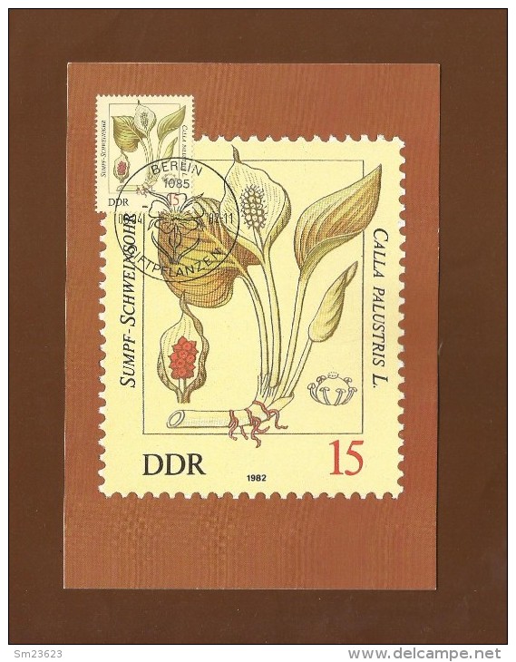 DDR 1982  Mi.Nr. 2692 , Sumpf-Schweinsohr - Giftpflanzen - Maximumkarte - 06.04.1982 - Piante Velenose