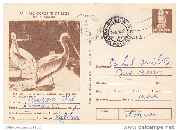 17735- BIRDS, PELICANS, KESTREL, POSTCARD STATIONERY, 1978, ROMANIA - Pélicans