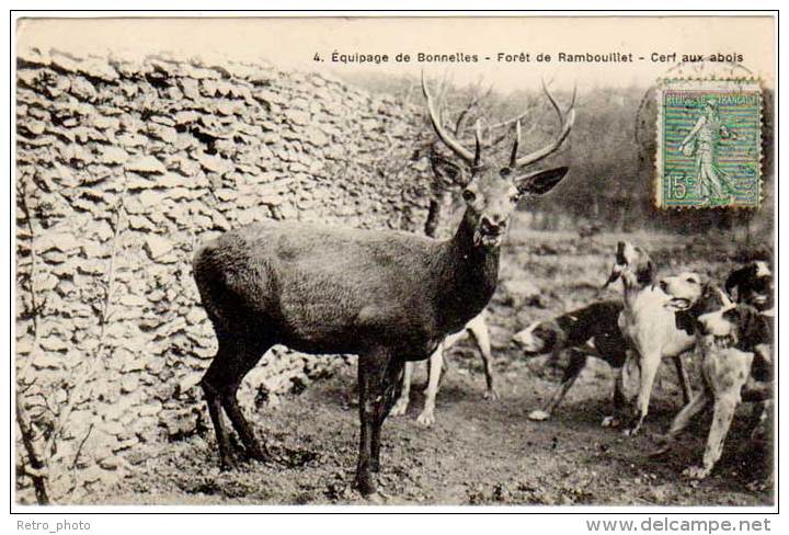 Equipages De Bonnelles - Forêt De Rambouillet - Cerf Aux Abois - Chasse