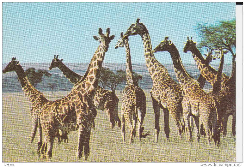 CPSM GIRAFES SAUVAGES DU KENYA PHOTO SASSI - Giraffe