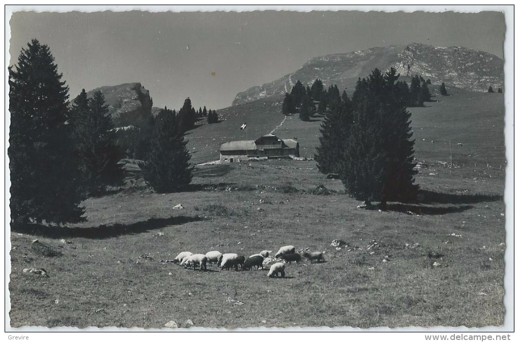 Les Sciernes D´Albeuve, Chalet De La Théraulaz, Dent De Lys, Moutons - Albeuve