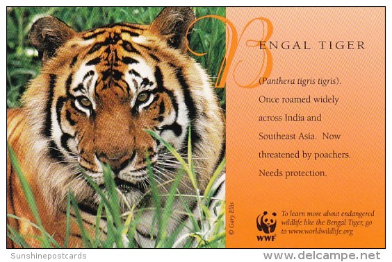 Bengal Tiger World Wildlife Fund Warning - Tiger