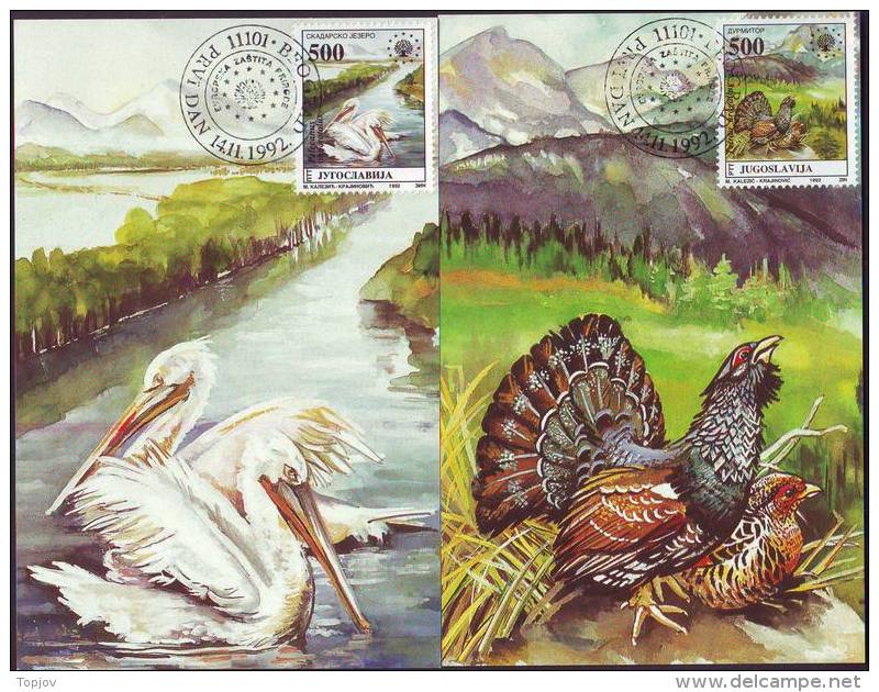 YUGOSLAVIA - JUGOSLAVIA - MAXI CARD - PROTECT NATURE - PELICANS - BLACKCOCK - 1992 - Pelikanen