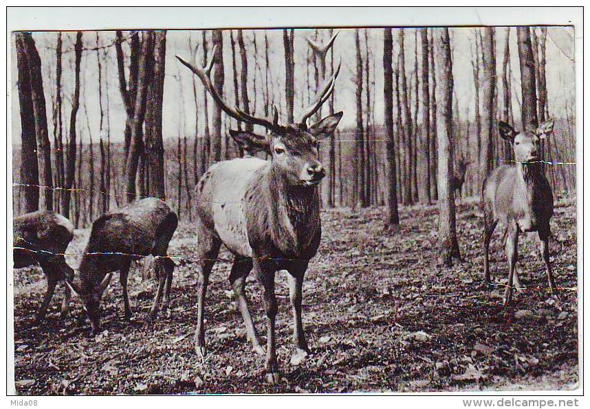 LIBRAMONT . CERF ET BICHES DANS LA FORET . Editions ARDUENNA - Libramont-Chevigny