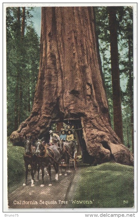 California Sequoia Tree Wawona - Yosemite