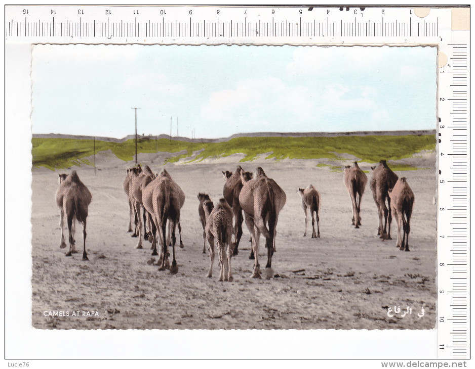 BAHRAIN -     CAMELS At  RAFA - Saoedi-Arabië