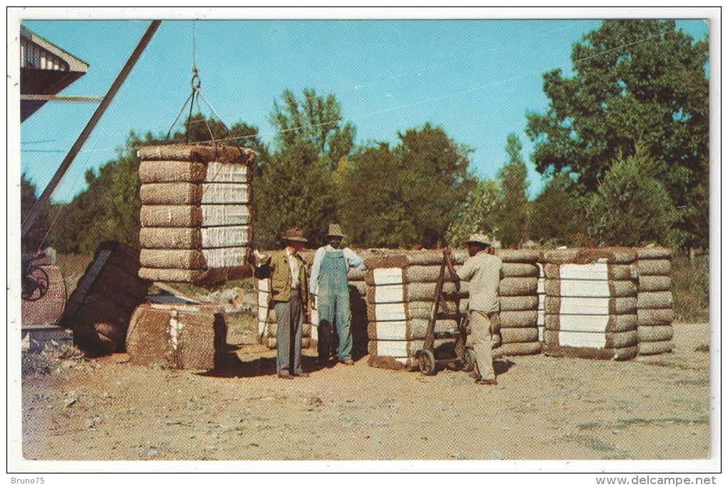 Greetings From Dixie - Bales Of Cotton Just Finished By A Cotton Gin Are Ready For The Market - Autres & Non Classés