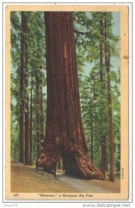 Wawona, A Mariposa Big Tree - 1941 - Árboles