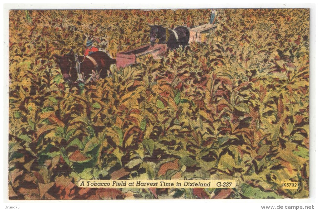A Tobacco Field At Harvest Time In Dixieland - Autres & Non Classés