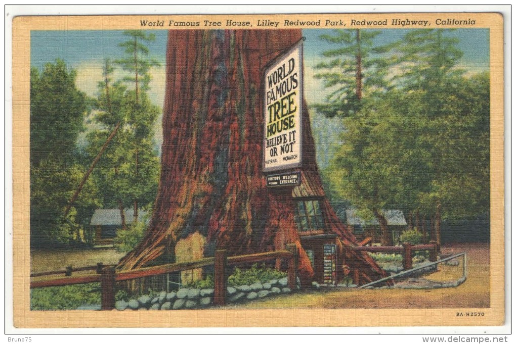 World Famous Tree House, Lilley Redwood Park, Redwood Highway, California - Trees