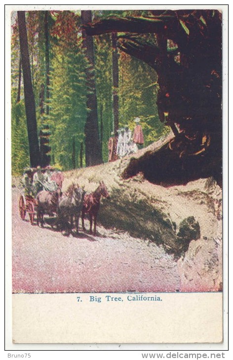 Big Tree, Yosemite Valley, California - Yosemite