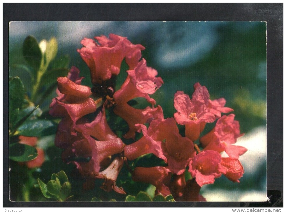 J2101 Annullo Storia Postale VAL  SAVARANCHE 1957 Verso MILANO - SU CARTOLINA FIORI: RHODODENDRON FERRUGINEUM - 1946-60: Poststempel