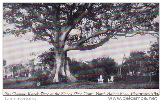 Florida Clearwater The Famous Kapok Tree At The Kapok Tree Grove North Haines Road - Clearwater