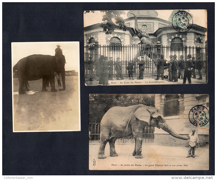Elephants Paris 2 Postcards Elefantes Used And 1 Photo Total 3 Items Original Ca1900 Postcard Cpa Ak (W4_1033) - Elefantes