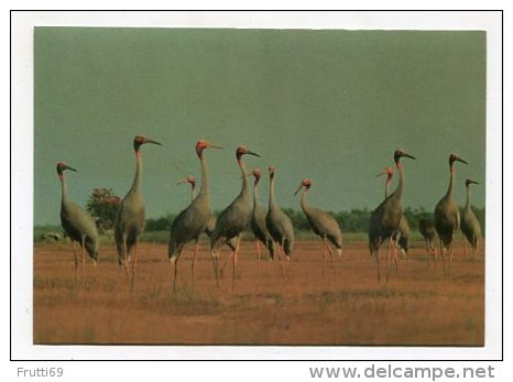 VIETNAM - AK 229400 Mekong Delta - Flamingo - Dong Thap - Viêt-Nam