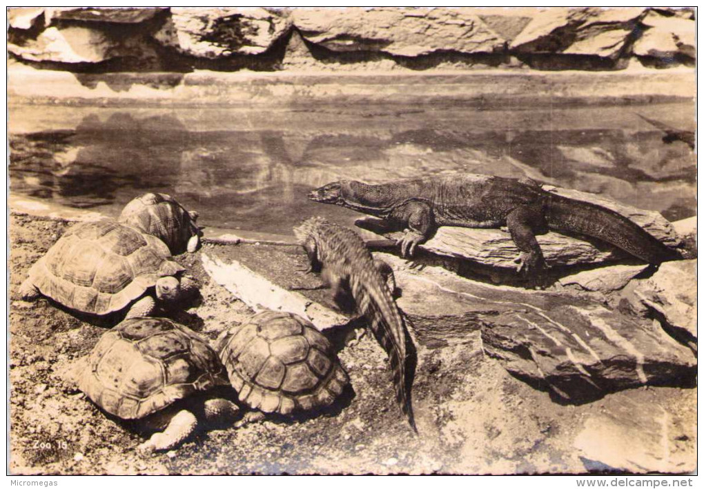 Iguanes Et Tortues - Schildpadden