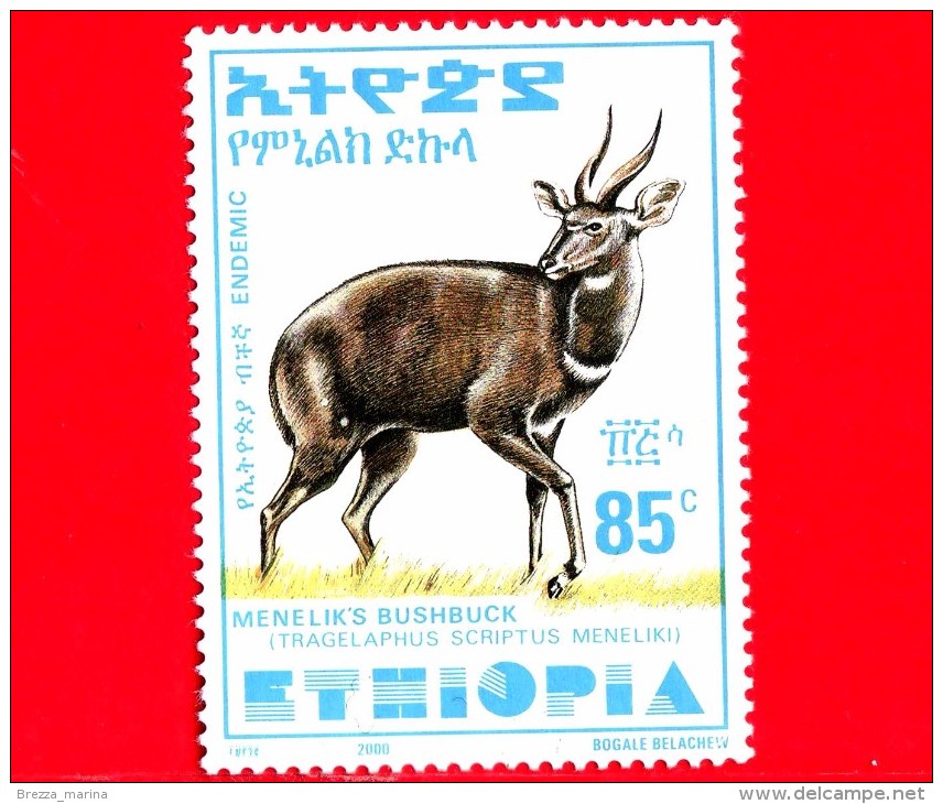 ETIOPIA - Usato - 2000 - Tragelafo Striato - Antilopi - Menelik´s Bushbuck - 85 - Form. 35 X 47 Millimetri - Etiopía