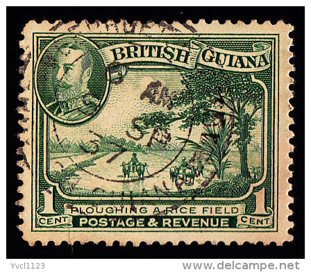 BRITISH GUIANA - Scott #210 Plowing A Rice Field (*) / Used Stamp - British Guiana (...-1966)