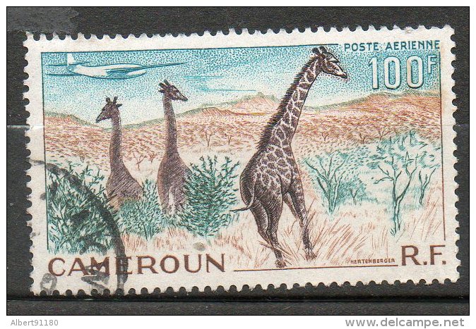 CAMEROUNE  PAérienne  Girafes 1955  N° 47 - Airmail