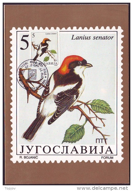 YUGOSLAVIA - JUGOSLAVIA - MAXI CARD - BIRDS - SONGBIRDS - 1991 - Sperlingsvögel & Singvögel