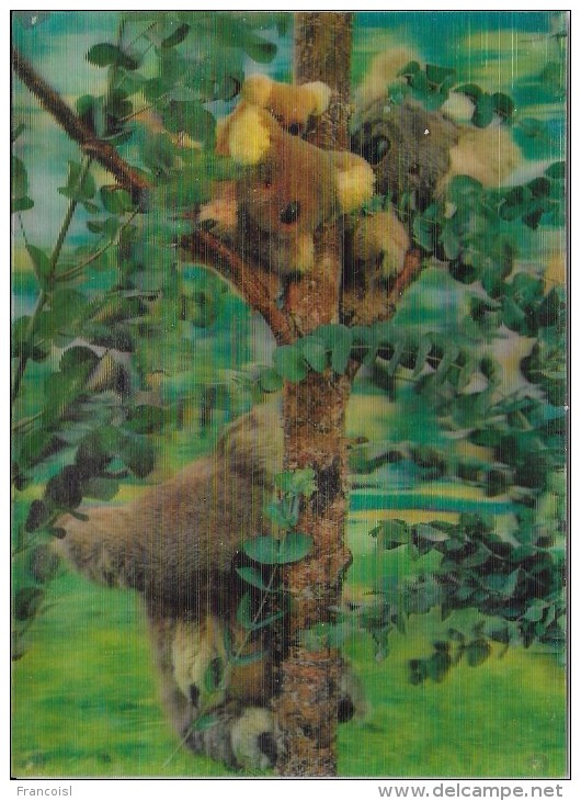 Carte Stéréoscopique 3D. Koalas Sur Un Arbre. - Cartes Stéréoscopiques