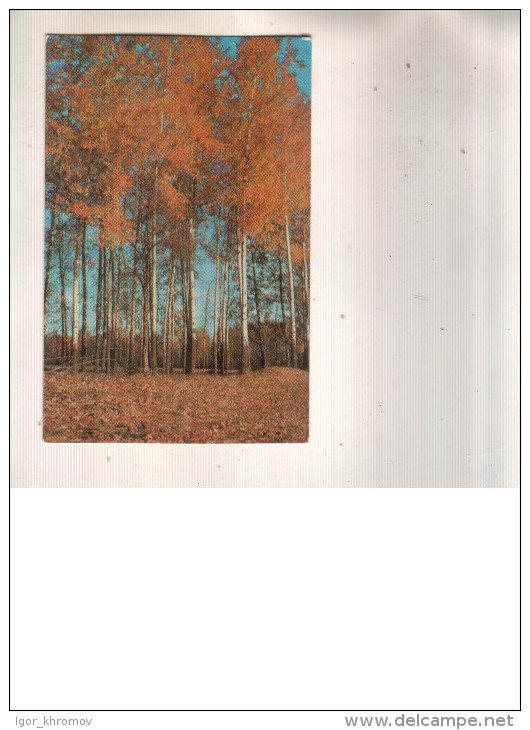 CALENDAR Russia USSR 1977 Autumn Birches - Tamaño Pequeño : 1971-80