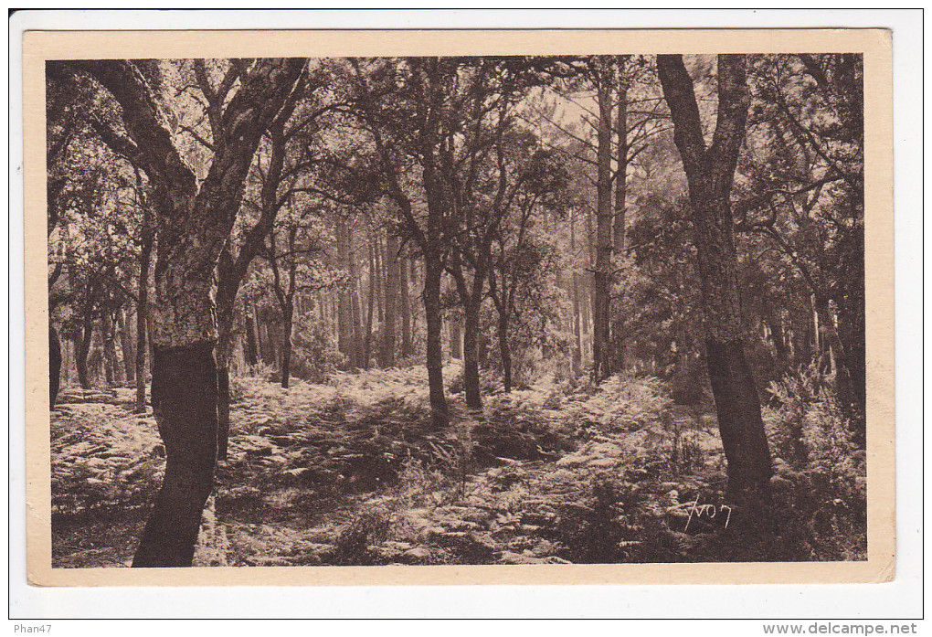 CASTETS (40-Landes),  Dans Les Landes De Gascogne, Pins Francs, Ed. Marcel Delboy,1930 Environ - Castets