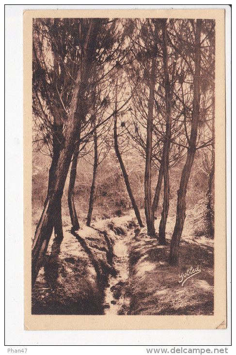 CASTETS (40-Landes),  Coin De Forêt, Dans Les Landes De Gascogne,  Ed. Marcel Delboy,1930 Environ - Castets