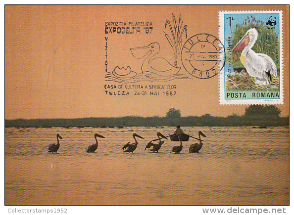 18611- BIRDS, PELICANS, MAXIMUM CARD, 1987, ROMANIA - Pelikanen