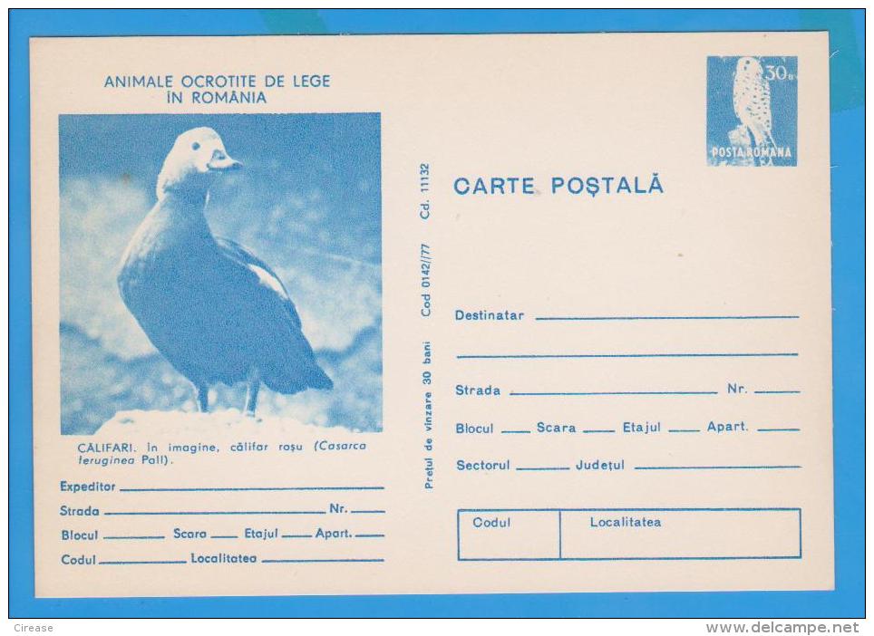 BIRDS, BIRD, OISEAUX, GEESE CASARCA FERUGINEA PALL, FALCO TINNUNCULUS  POSTAL STATIONERY ROMANIA - Ganzen