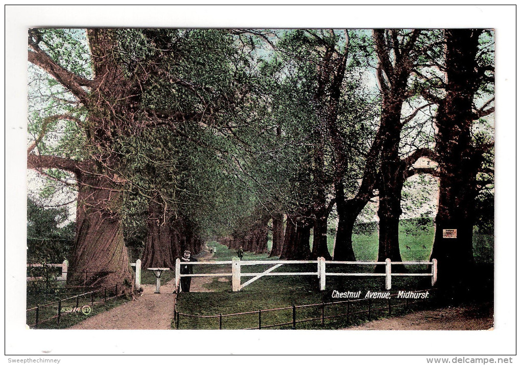 Midhurst - , Photographic Postcard Of Chestnut Avenue  Posted 1908 TO MISS GRIST EGYPT HOUSE WEST COWES ISLE OF WIGHT - Other & Unclassified