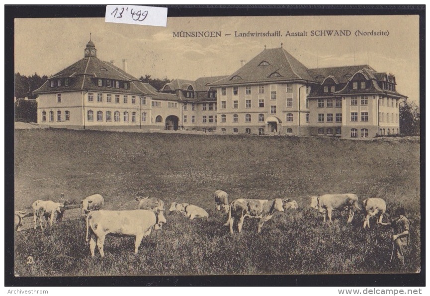 Münsingen : Landwirtschaftlische Anstalt SCHWAND (Nordseite) Mit Kühen Um. 1915 (13´499) - Münsingen