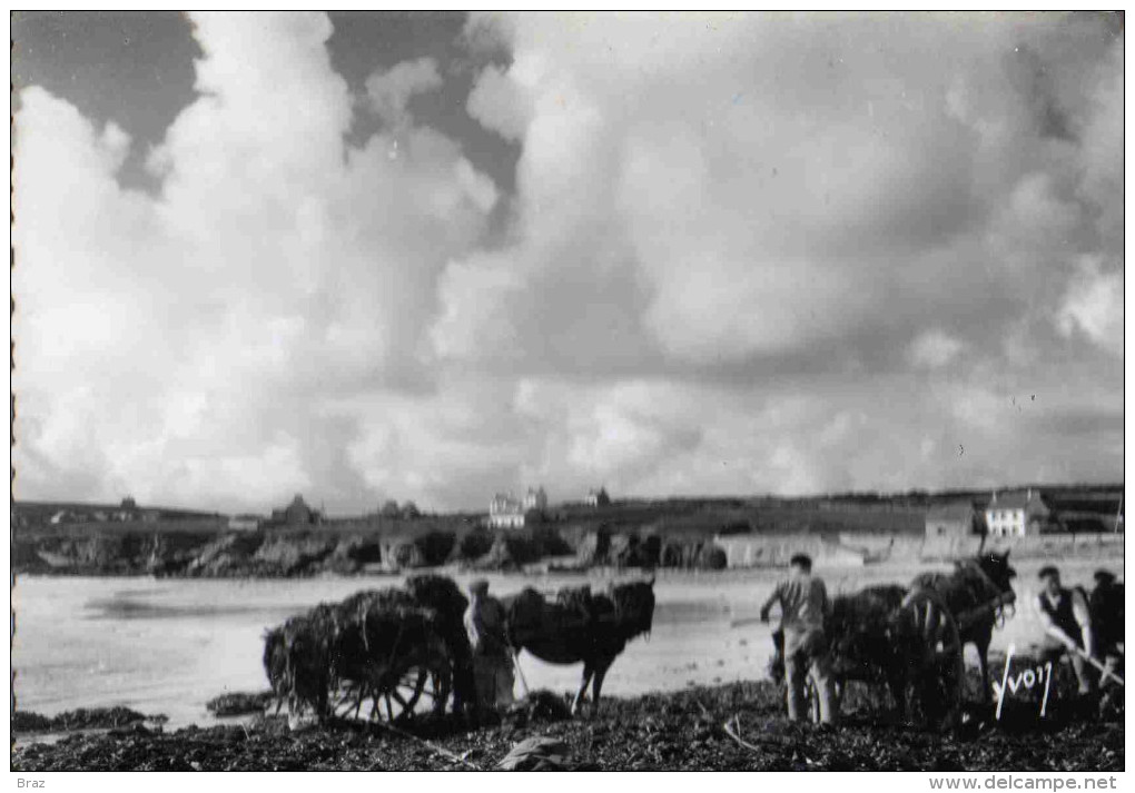 CPSM  Plogoff Baie Du Loch Enlévement Du Goémon - Plogoff