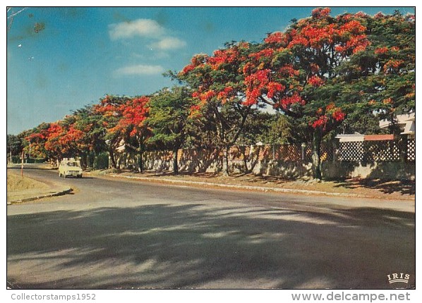 19143- LUBUMBASHI- FLAME TREES IN FLOWER, STREET VIEW, CAR - Lubumbashi