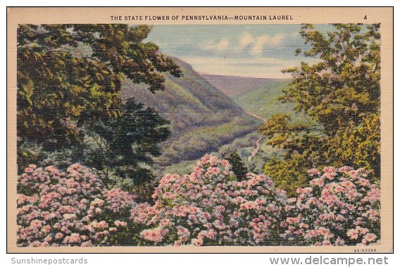 The State Flower Of Pennsylvania Harrisburg Pennsylvania 1937 - Harrisburg