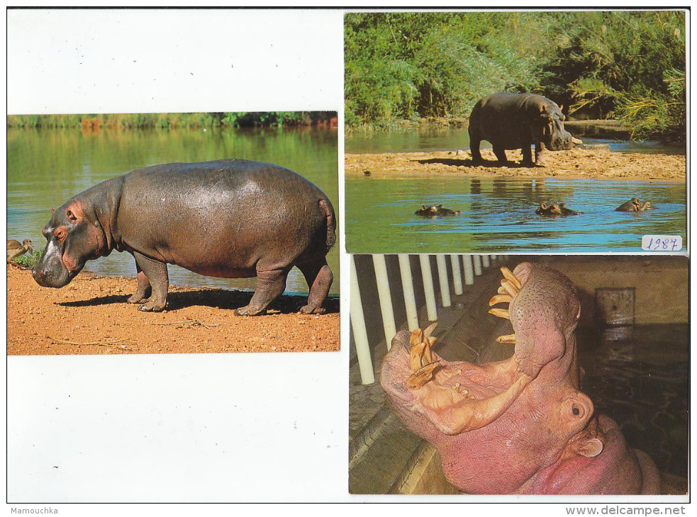 Lot 5 Cartes Hippopotame Nijlpaard (seekoei) Hippo - Nilpferd - Flusspferde