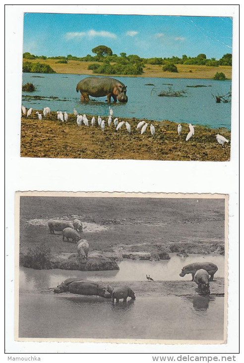 Lot 5 Cartes Hippopotame Nijlpaard (seekoei) Hippo - Nilpferd - Flusspferde