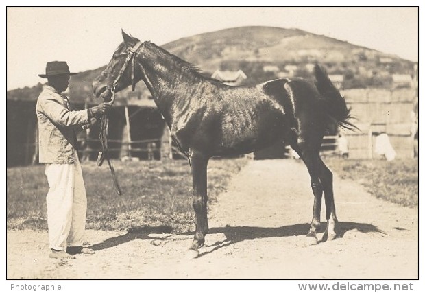 Elevage De Chevaux Madagascar Ancienne Photographie Diez 1924 - Africa