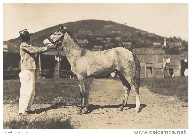 Elevage De Chevaux Madagascar Ancienne Photographie Diez 1924 - Africa