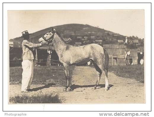 Elevage De Chevaux Madagascar Ancienne Photographie Diez 1924 - Africa