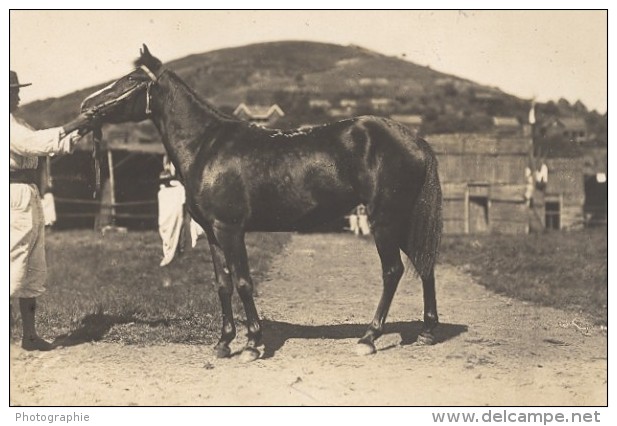 Elevage De Chevaux Madagascar Ancienne Photographie Diez 1924 - Africa