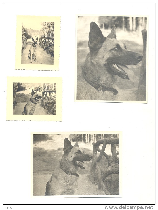 Lot De 4 Photos  (9 X 11,5 Et  4,5 X 6 Cm) Chien - Berger Malinois ??  1951  (b157) - Places