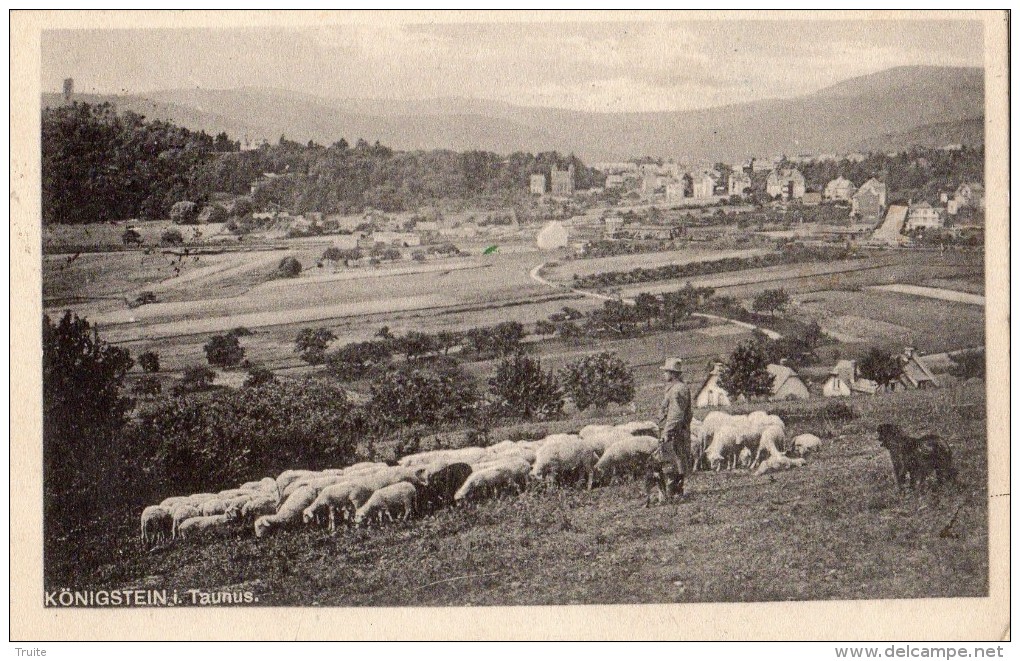 KONIGSTEIN I TAUNUS  BERGER AVEC SES MOUTONS - Koenigstein